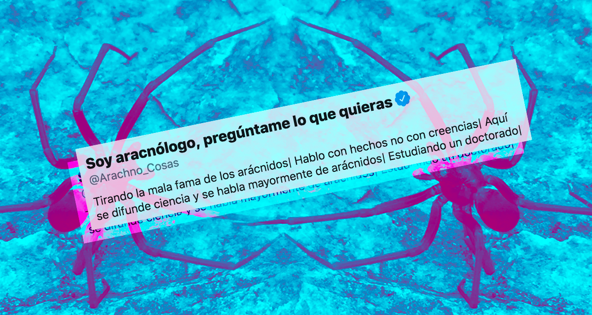 Las ‘tímidas’ arañas violinistas (y otras dos especies peligrosas ...