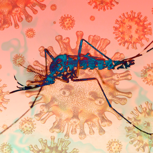 covidengue2