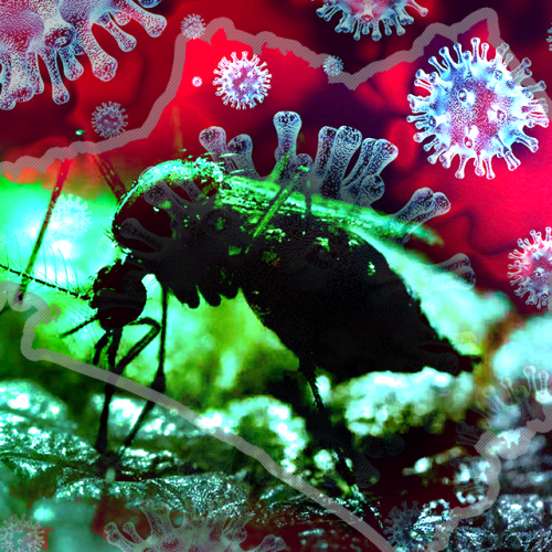 covidengue-2